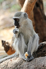 A monkey on a tree eating - 97920920
