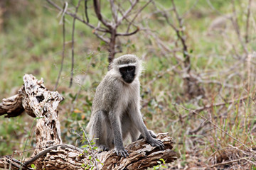 A monkey sitting on a tree - 97920922