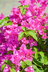 pink bougainvillea flower in nature garden
