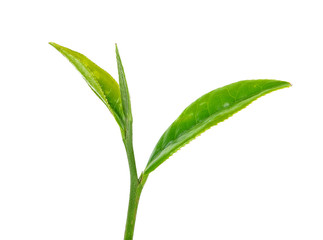 Tea leaves isolated on the white background