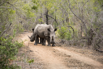 Fototapeta premium white rhinoceros bulls