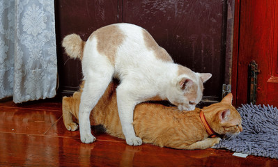 Thai cat having love in house