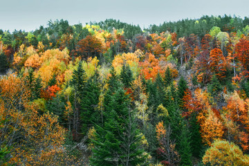 Obraz premium Fall in Bulgaria