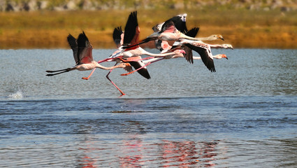 Flamingos