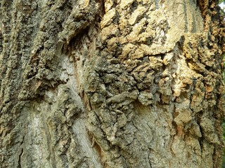 Tree bark texture
