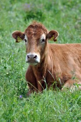 Wiederkäuen muss sein