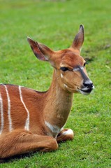 Nyala in Ruhe
