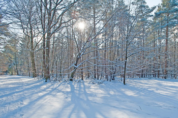 Fototapeta premium Snowy forest in sunlight in winter