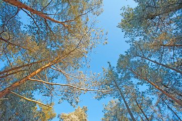 Snowy forest in sunlight in winter