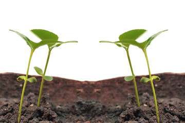 Green sprout growing from ground.