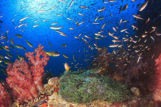 Fish coral reef sea ocean underwater