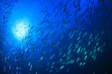 Fish coral reef sea ocean underwater