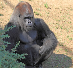gorille mâle dos argenté