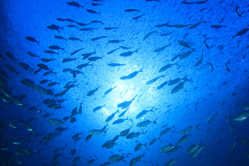 Fish coral reef sea ocean underwater