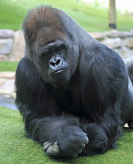regard du gorille mâle dos argenté couché en pause