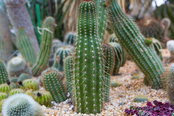 Cactus planted in an arid botanical garden