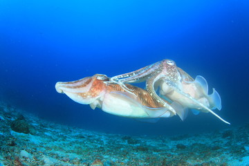 Fototapeta na wymiar Pair Pharaoh Cuttlefish (Sepia) mating