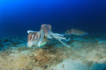 Pair Pharaoh Cuttlefish (Sepia) mating