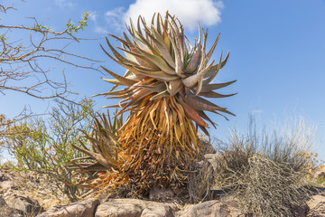 Aloe khamiesensis, in Namibia