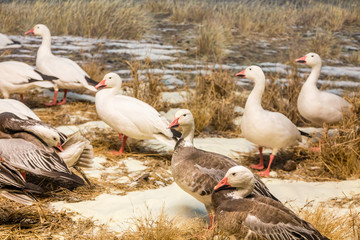 Canada Geese in Marsh