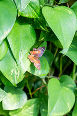 Orange and Purple Butterfly