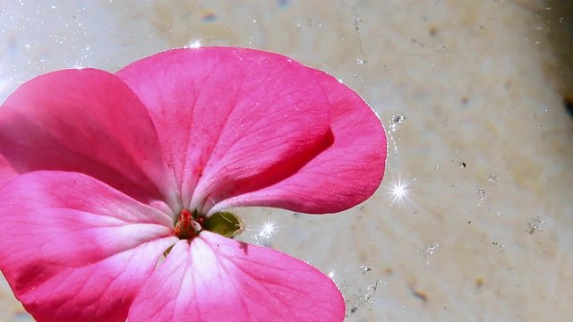 geranium flower - Zonal geraniums (upright) - floats on water