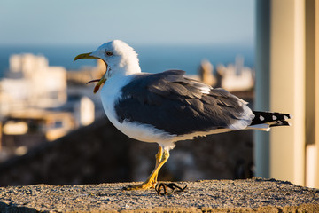 Yawning seagull in Essaouira, Morocco.