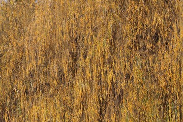 The curtain of willow branches. Autumn.