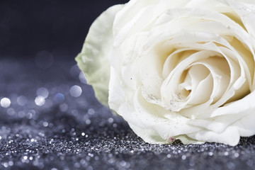 White rose on sparkling glittering  background