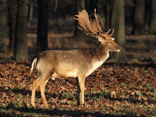 The Fallow Deer (Dama dama) - portrait in autumn sunlight.