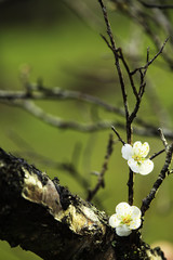 colorful plum flowers closeup
