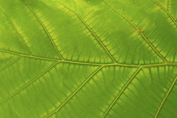 Leaf texture