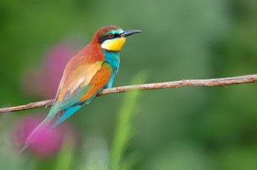 European bee-eater (Merops apiaster) on the branch