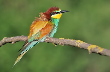 European bee-eater (Merops apiaster) on the branch