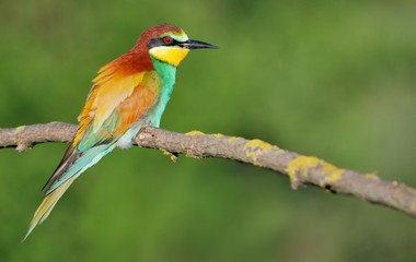 European bee-eater (Merops apiaster) on the branch
