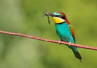 European bee-eater (Merops apiaster) on the branch