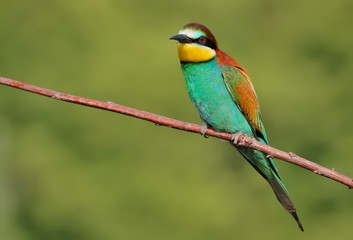 European bee-eater (Merops apiaster) on the branch