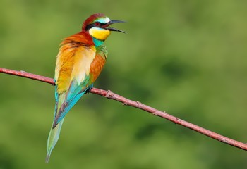European bee-eater (Merops apiaster) on the branch