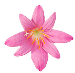 Fototapeta na wymiar pink lily isolated on a white background. zephyranthes candida