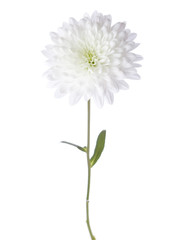 White chrysanthemum isolated on white background