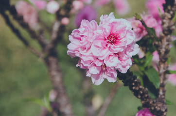 Wild Himalayan Cherry flower