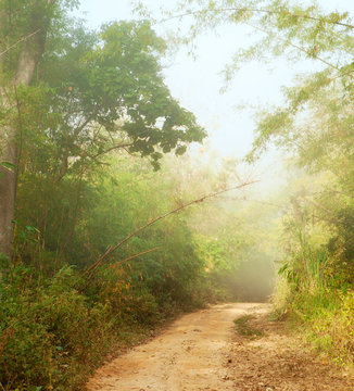 Fototapeta Misty morning  in jungle near Umphang. Tak Province in northwestern Thailand. January.