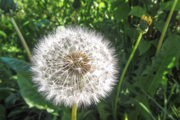 Beautiful white dandelion with seeds
