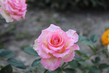 Нежность в бутоне