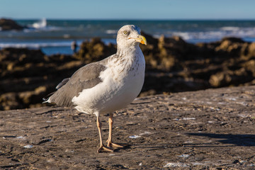 Gulls in the harbor