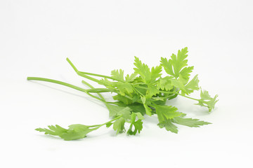 Herb Parsley on white background