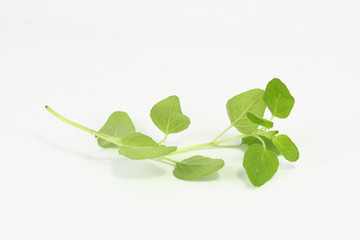 Herb marjoram on white background