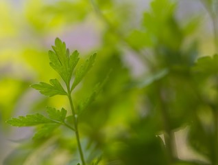Fototapeta na wymiar Close up of parsley leaves