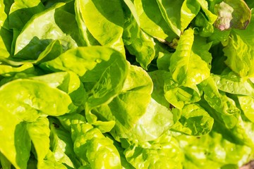 Young lettuce leaves growing in garden
