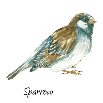 The sparrow on white background
